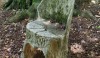 This is just one of many restful moments on the property. The cement chair is situated at the foot of a gigantic copper beech tree.