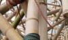 bamboo_2-e1280505617344 Very tidy pole lashing with nylon climbing rope in blue and red.