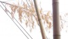 bamboo_5-e1280505647128 I loved the bamboo leaves hanging over the poles.