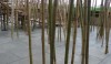 bamboo_8-e1280505676943 A few poles isolated to look like sculpture.