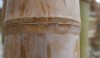 bamboo_9-e1280505598680 This close up gives you a sense of their 3-4 inch diameter.