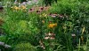 gardens_2-e1280505729553 A profusion of beautiful plants, a subtle and sophisticated palette that reflect George's personal plant preferences.