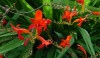 gardens_9-e1280505816855 Specimin flowers are abundant.