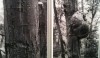 photo13-e1299511740249 Large black and white photographs of trees. The textures were so lovely.