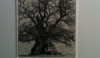 photo17-e1299511811937 A small but exquisite print. It is clear, that I find trees a great inspiration.
