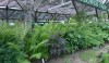 L1020613 The shade house with great ferns and hostas.
