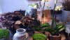 Pergola1 So many natural elements mixed with pottery and Bunny Williams favorite leaf dishes.