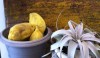 Pergola9 Gray and yellow, a very fashionable natural statement in small scale against the texture of an old bench.